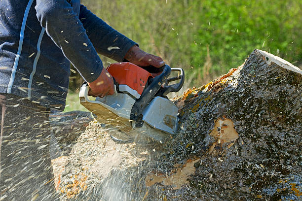 Best Arborist Services Near Me  in USA